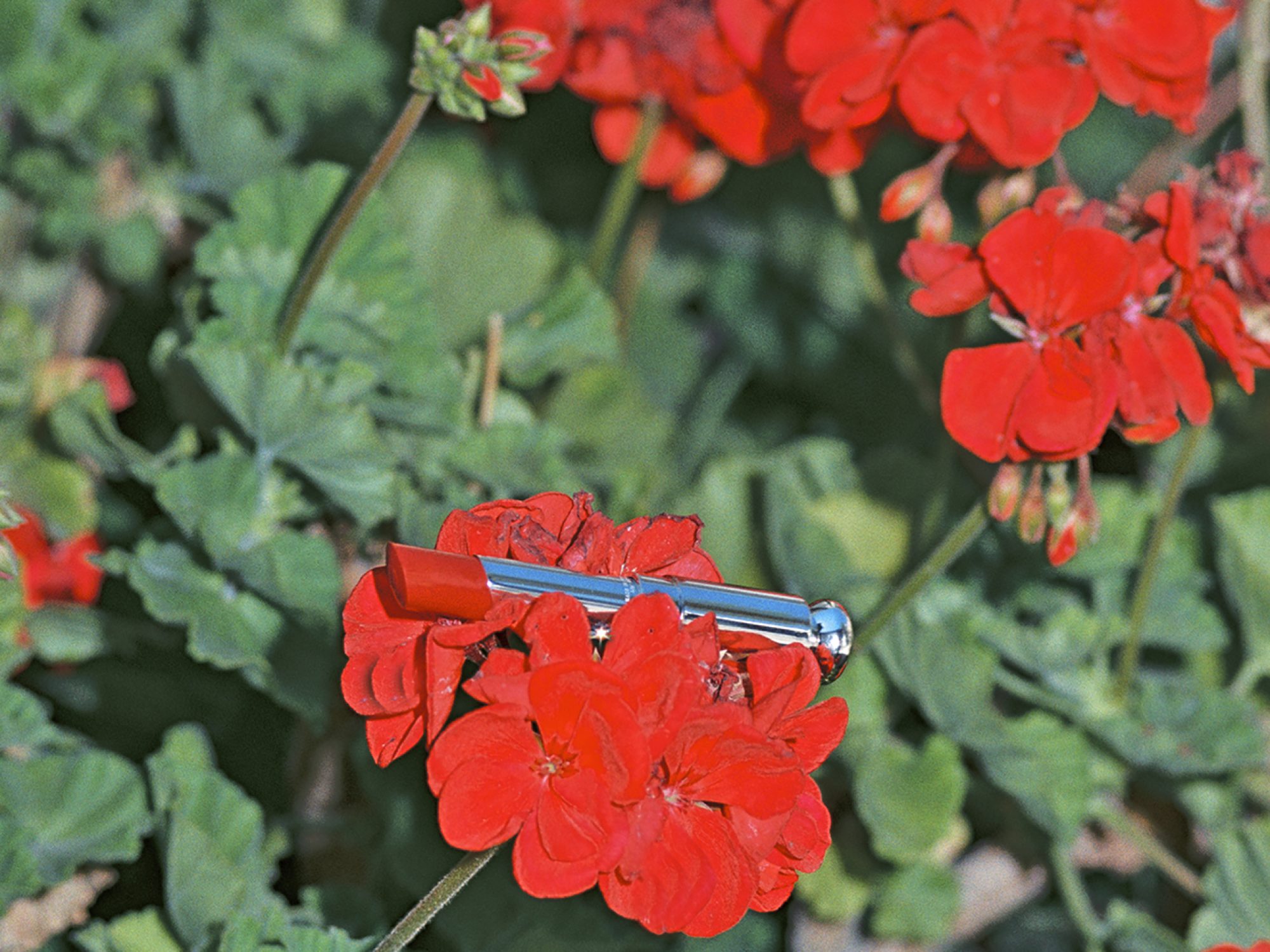 CONTENT_MAYA FUHR01331